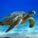 seaturtle.jpg